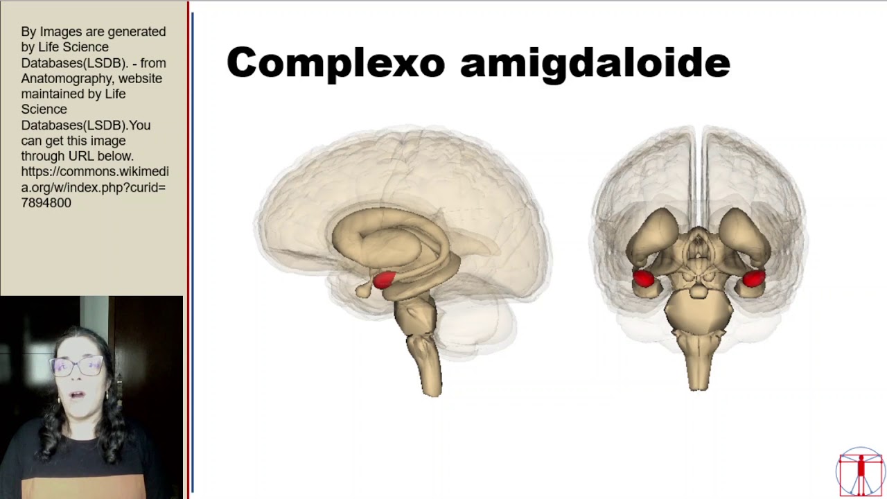 Neurofisiologia - Emoções