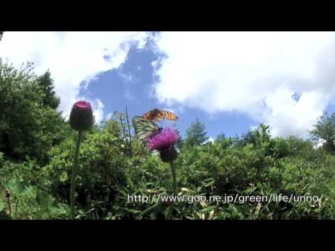 ミヤマシロチョウの飛翔　Aporia hippia