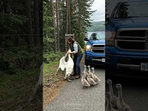 Rescuing a mother swan trapped on a fence, while her cygnets cry out to her from below.