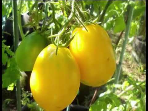 download lagu mp3 mp4 What Is A Lemon Plum, download lagu What Is A Lemon Plum gratis, unduh video klip What Is A Lemon Plum