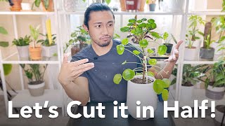 Chopping My Pilea Peperomioides in Half