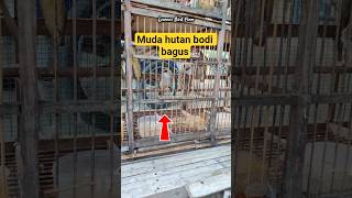 Download lagu young forest trucukan bird, easy to make sound mp3