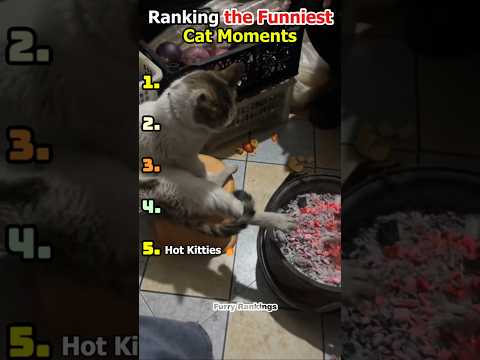Ranking the Funniest Cat Moments 😹🐾
