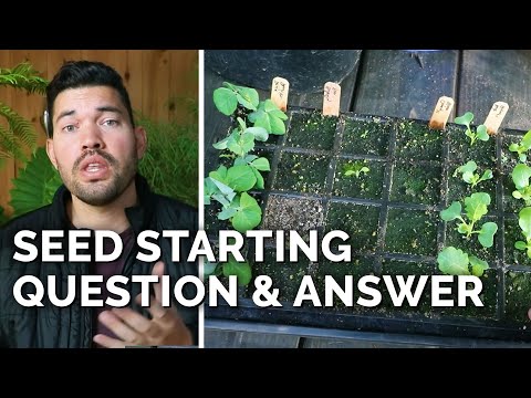 How to Transplant Seedlings My High Density Method