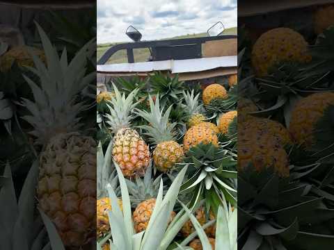 Producción y comercialización de Piña fresca producidas en Mapiripan Meta. Piña Mayanez y oro miel