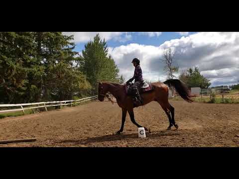 N.A  Champ. DSO WDAA B1