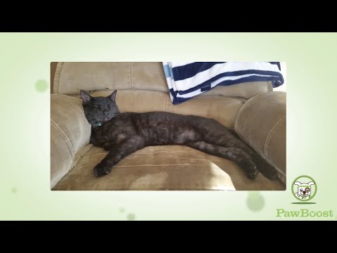 Pawboost Found Cats