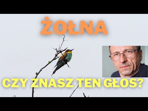 Żołna głosy