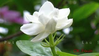 Download lagu KAU SEPUTIH MELATI - DIAN PRAMANA PUTRA mp3