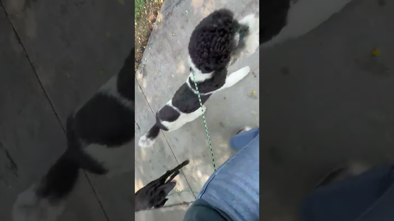 Enlarge Oreo, a Adoptable mixed breed in Whittier, CA video 5/6
