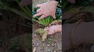 Download lagu Pertanain desa memetik sawi pagoda sangat memuaskan #shorts mp3