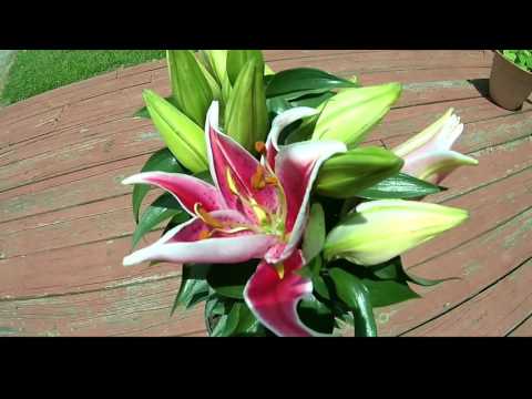 download lagu mp3 mp4 After Eight Oriental Lily Bulbs, download lagu After Eight Oriental Lily Bulbs gratis, unduh video klip After Eight Oriental Lily Bulbs