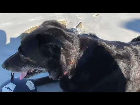 Sheba enjoys the beach with mommy