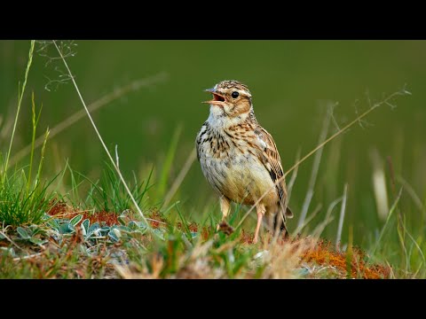 Škovránok stromový — melodický spev vo vresoviskovom biotope