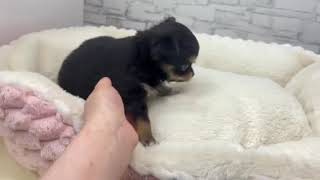 チワワ（ロング）の動画01
