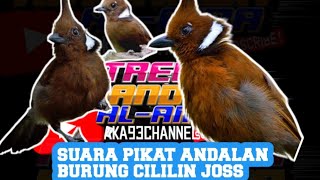 Download lagu suara  pikat burung cililin susah turun di jamin ampuh mp3