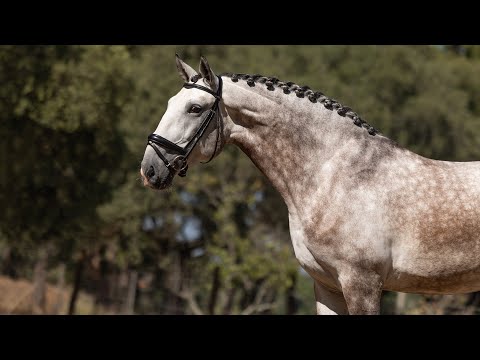 **SOLD**  Piro Free Lusitano Gelding: pedigree, quality, rideability & temperament (REF#861)