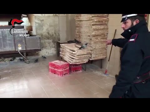 Piccioni ed escrementi di topo nel laboratorio, i carabinieri chiudono un panificio