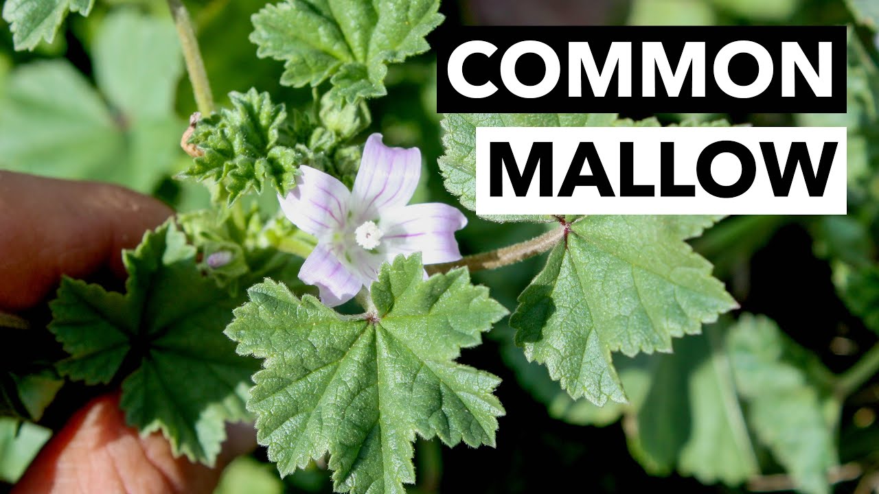 Wild Edibles with Sergei Boutenko: Common Mallow–Malva Parviflora is a Relative of Okra! - YouTube