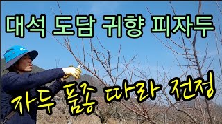 자두전정 품종에 따라 다르게 가지쳐야! 대석.귀향,도담,피자두 Plums should be pruned di…