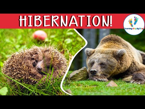 Learn about Animals that Hibernate and What Animals do in Winter for Kids