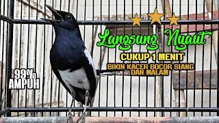 Download lagu Suara Burung Kacer Ini Bikin Naik Emosi Lawan Auto Gacor , Kacer  Apapun Langsumg Nyaut mp3