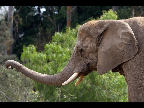 Celebrity elephant, Tembo, at San Diego Zoo - The Diego Union-Tribune
