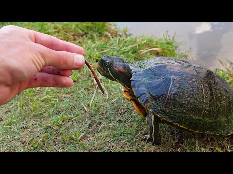 image-What kind of worms do painted turtles eat?