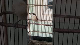Download lagu cendet macan gacor tidak kalah sama Tengkek Buto #kicaumania #burung #masteran mp3 Download lagu cendet macan gacor tidak kalah sama Tengkek Buto #kicaumania #burung #masteran mp3