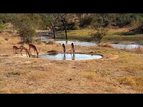 Djuma: Impalas - 09:04 - 07/03/21