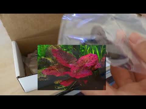 Aquarium Plant unboxing from Marcus Fish Tanks! - YouTube