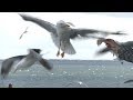 Seagulls Eating Bread From Hand