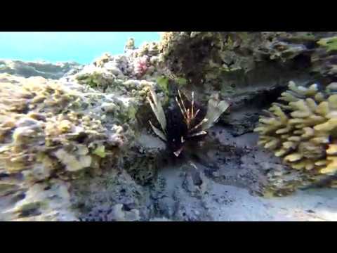 Šnorchlování Calimera Habiba Beach