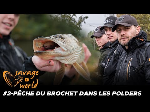 Savage World #2 : streetfishing / brochets des polders