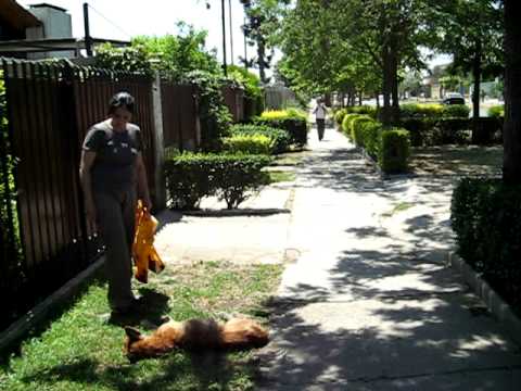 Rescate scoobie por Fundacion SMO