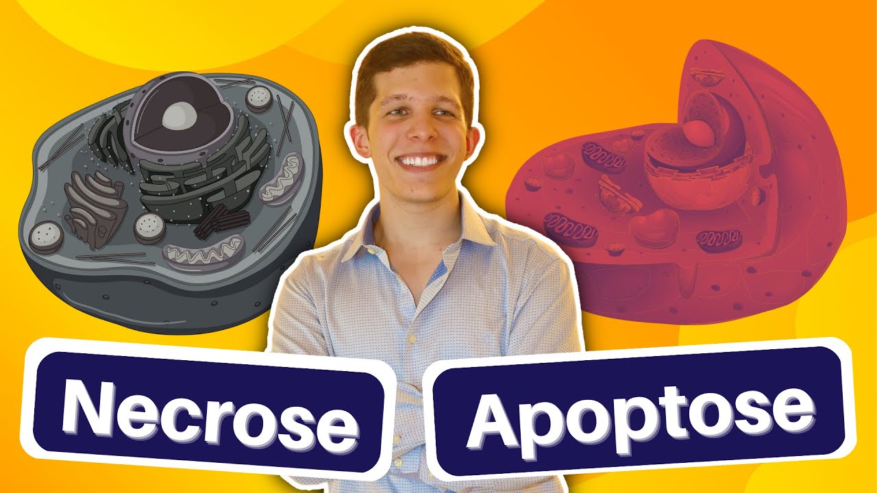 NECROSE VS APOPTOSE | Robbins & Cotran Patologia Básica