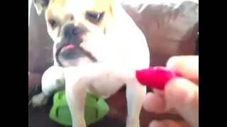 Dogs answering questions