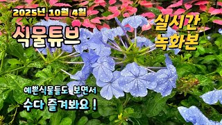 2025년 10월 4일 실시간방송으로 예쁜식물들 보면서 수다 즐겨봐요 #양재꽃시장 # 식물튜브 #식물아빠 식…