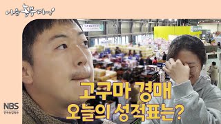 [나는농부다 276회] 고구마 경매 오늘의 성적표는?