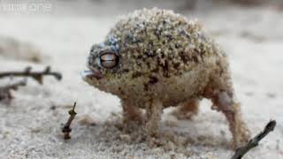 [閒聊] 驚見被齊柏林k過的青蛙