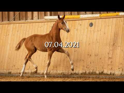 Hengstfohlen Secret x Quaterback