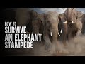 How To Survive An Elephant Stampede