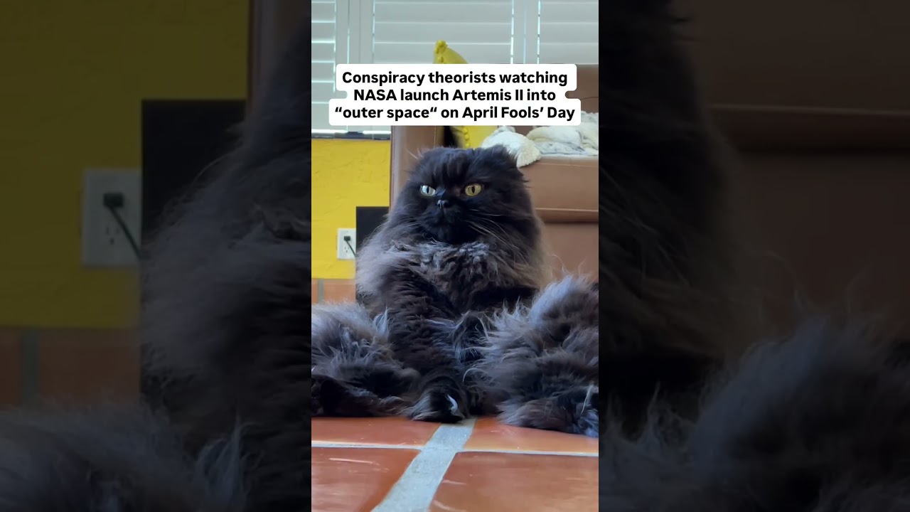 Wait a minute… #cats #cat #catlover #catlovers #catsofinstagram