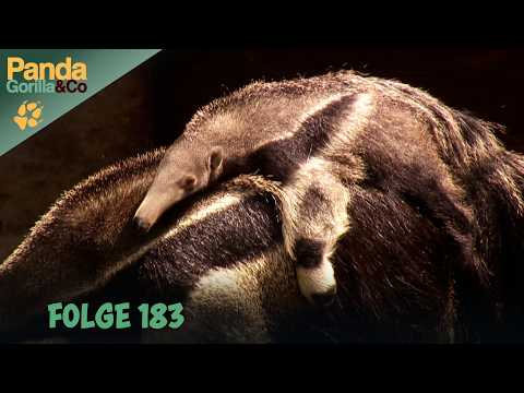 Dusche für Flusspferde & Spielstunde beim Ameisenbär: Ein Morgen im Zoo | Panda, Gorilla & Co.