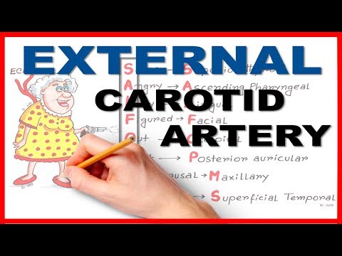 External Carotid Branches best Mnemonic series # 8