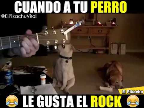 dog and rock