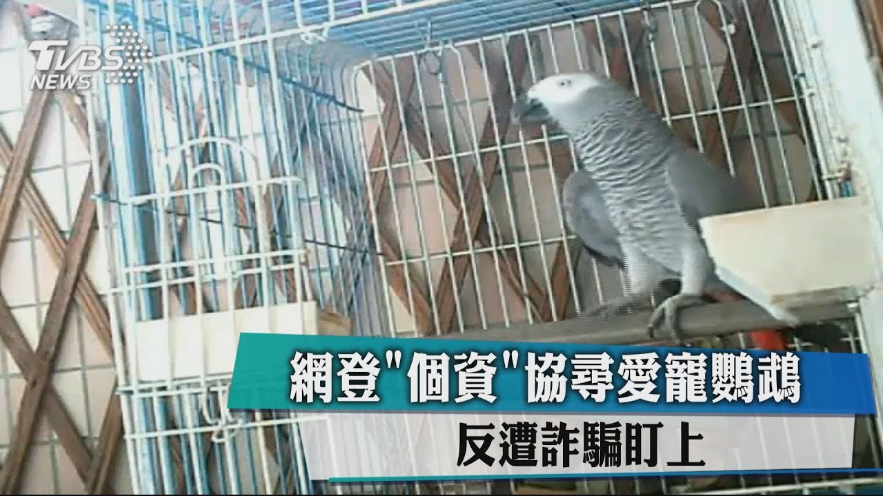 網登「個資」協尋愛寵鸚鵡 反遭詐騙盯上