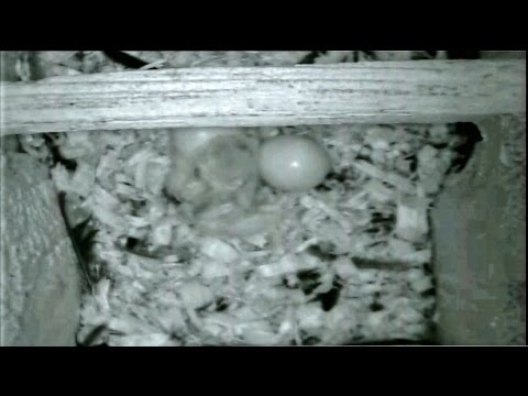 First Eastern Screech Owlet Hatches in Nest Box