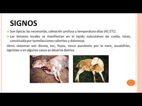 , title : 'Septicemia en ovinos - Enrique Moreno Pedraza'