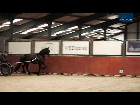 Ibop | 26 Augustus 2021